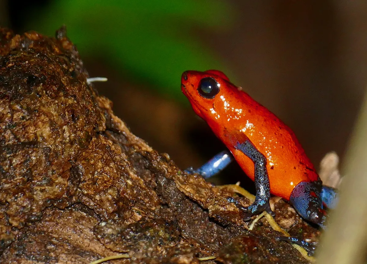 Rana Venenosa de Fresa