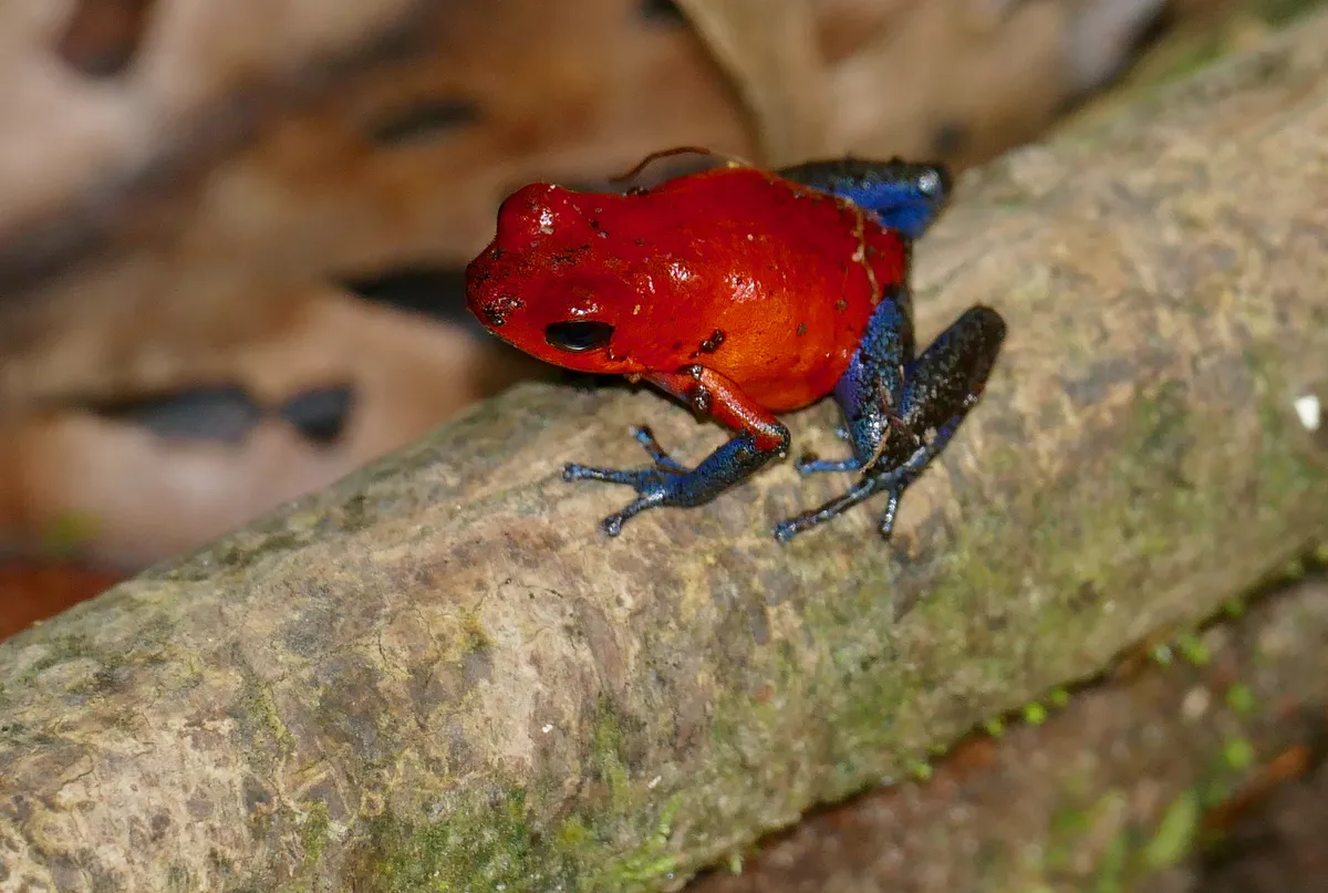 Rana Venenosa de Fresa