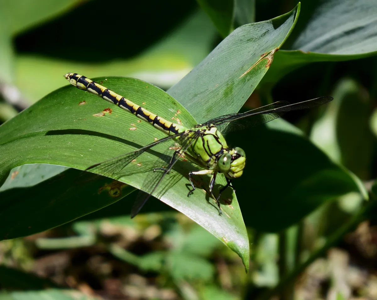 Ophiogomphus cecilia