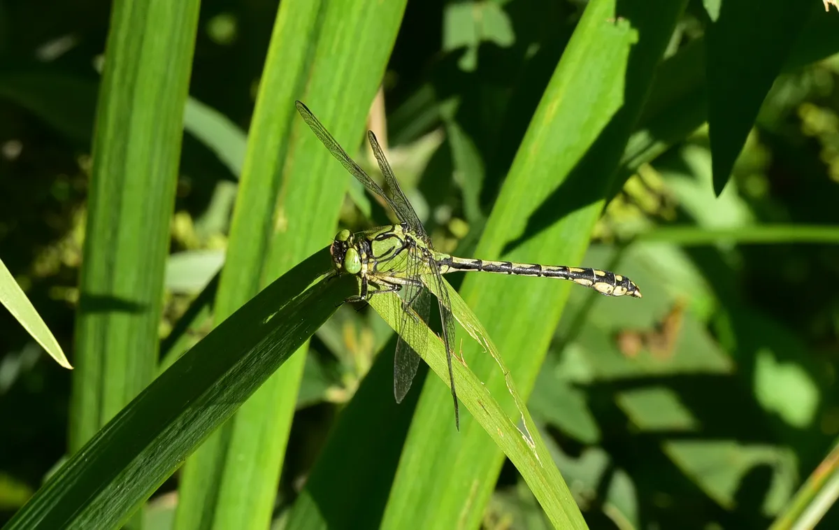 Green Snaketail Dragonfly