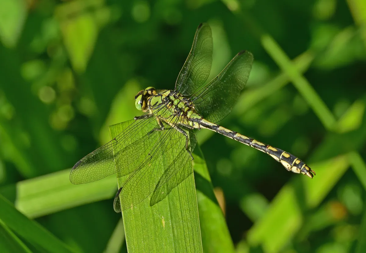 Green Snaketail Dragonfly