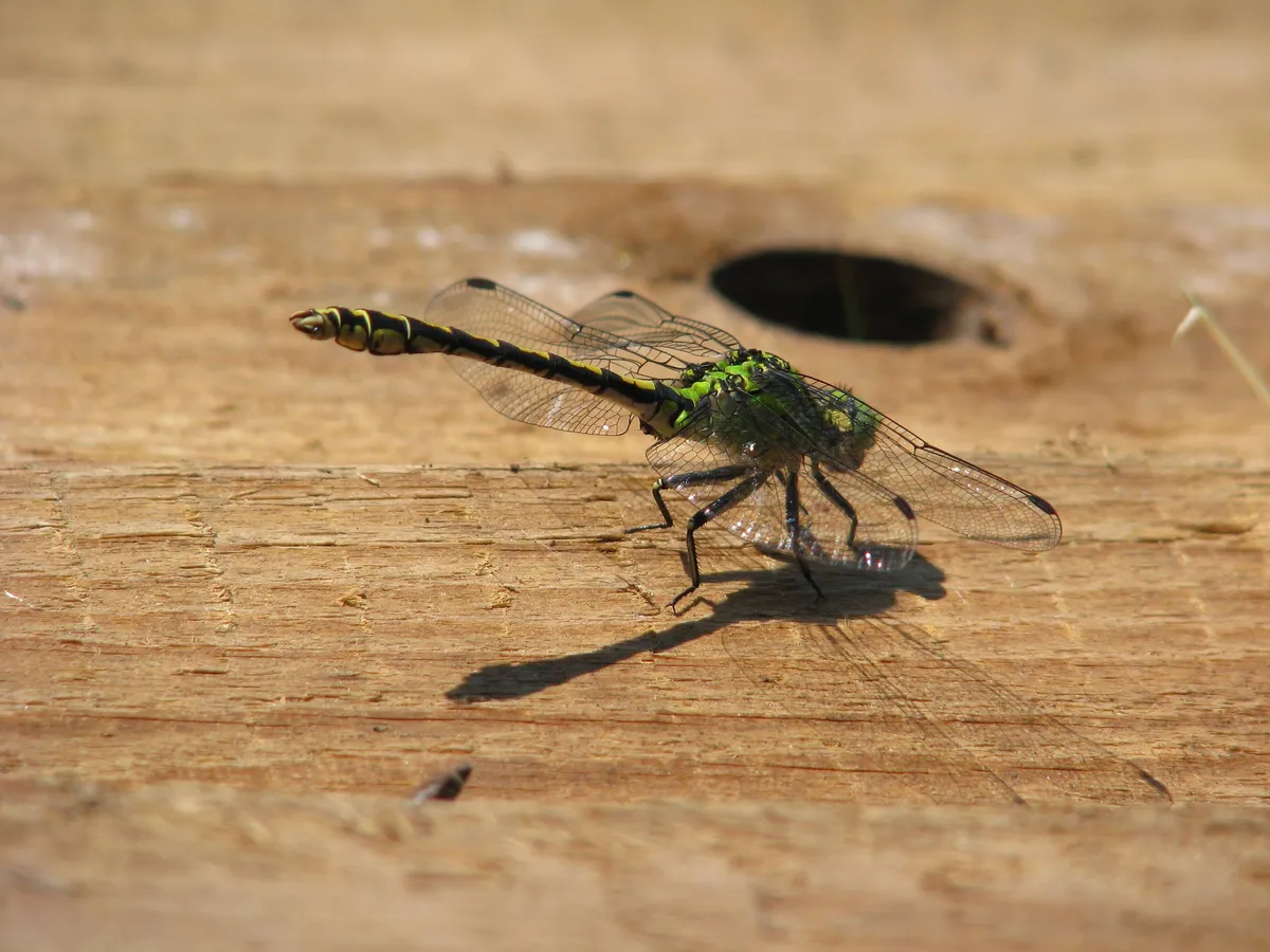 Green Snaketail Dragonfly