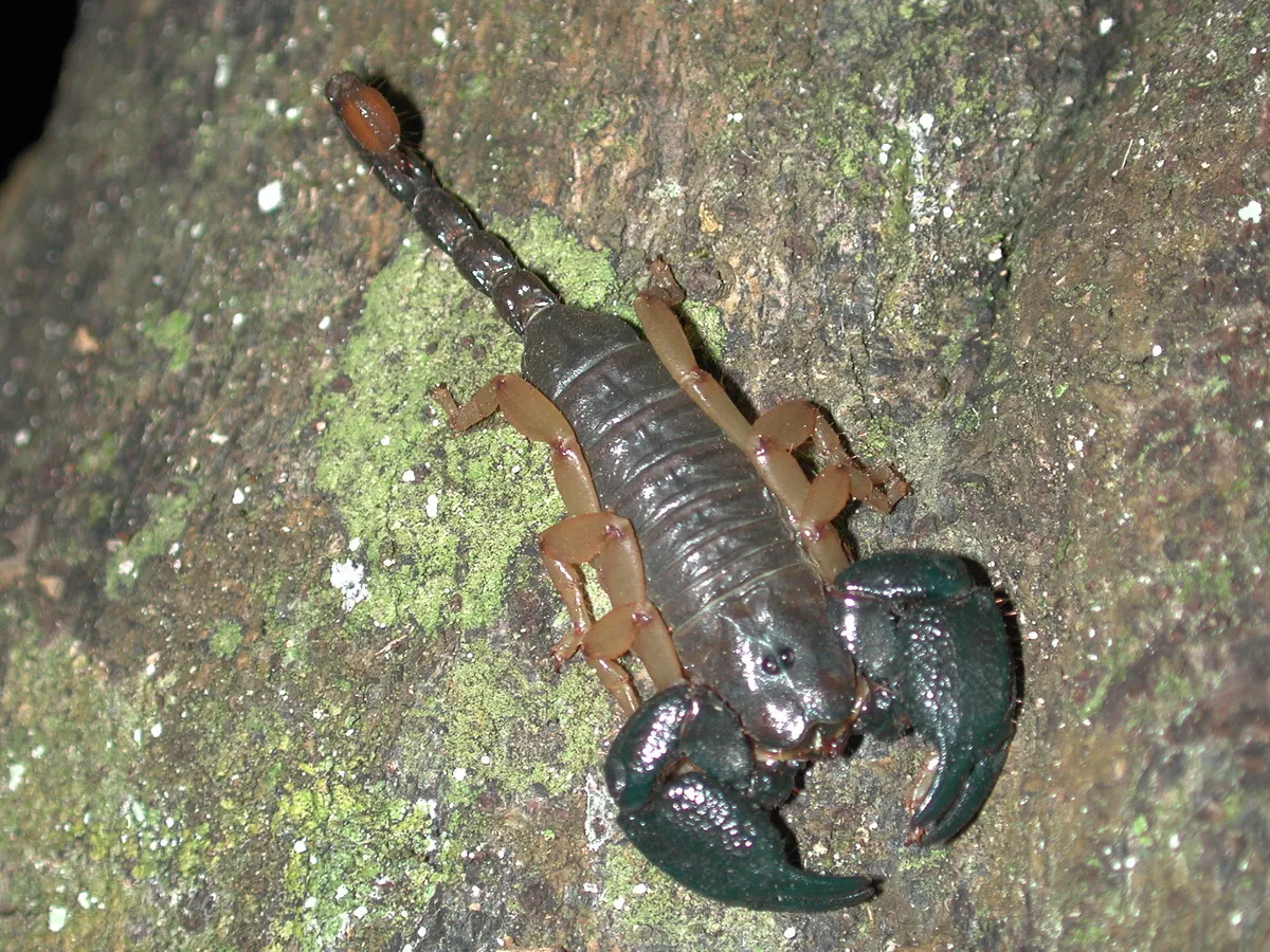 African Forest Scorpion