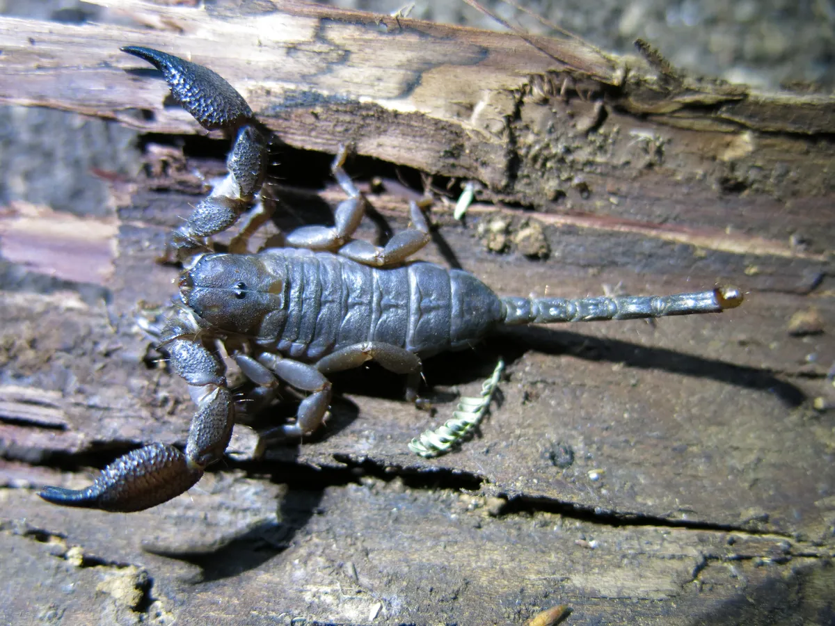 Opisthacanthus asper