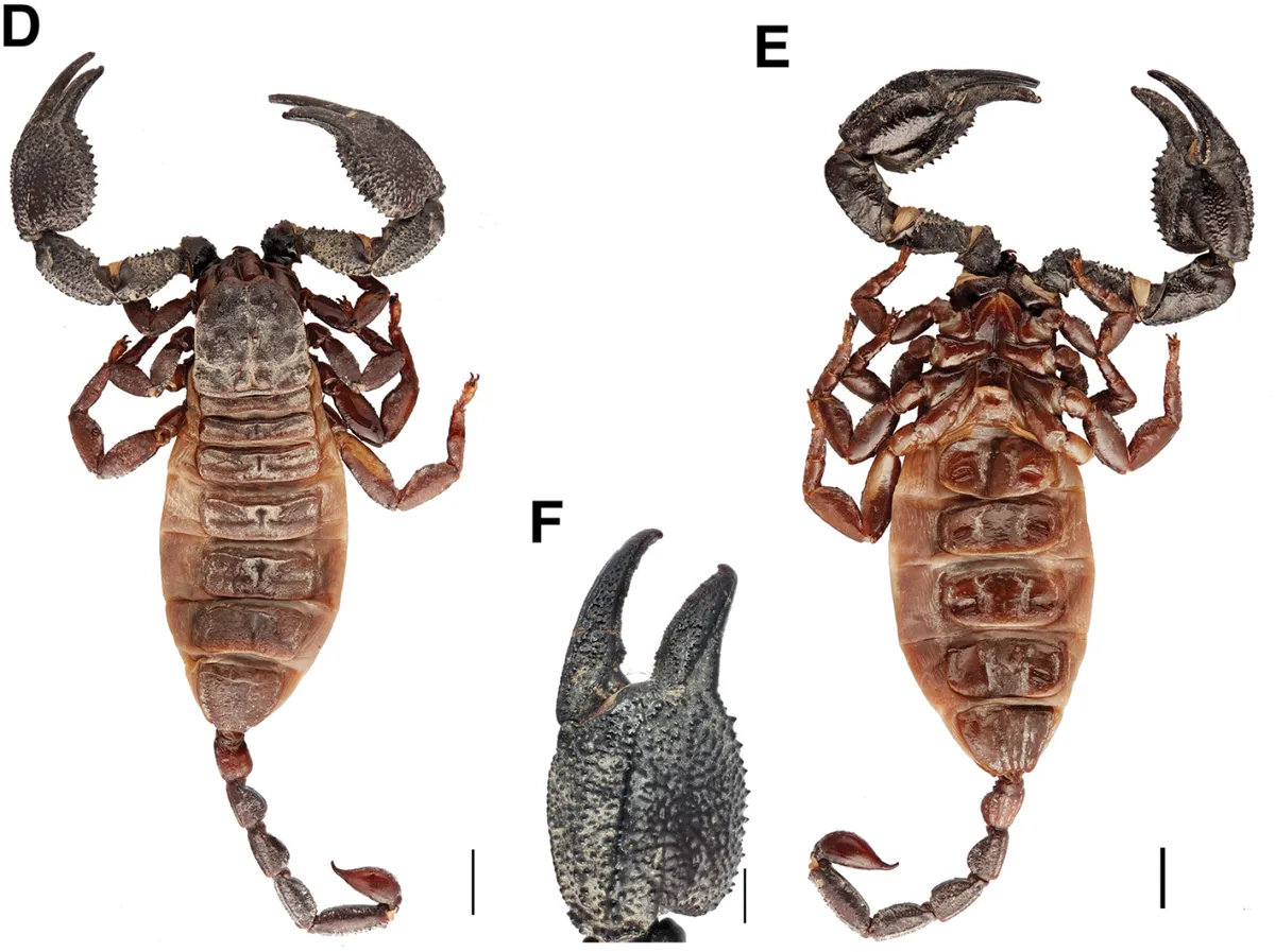 Yellowlegged Creeping Scorpion