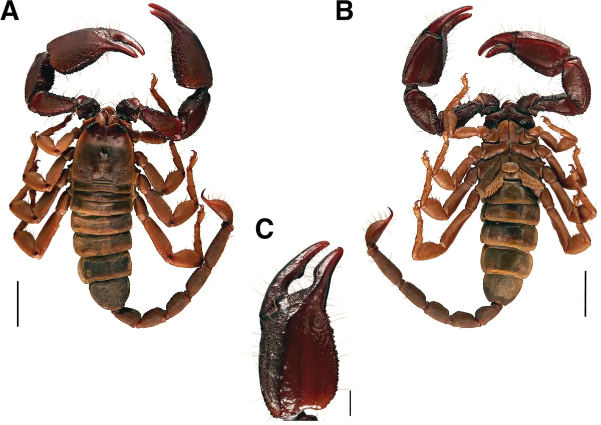 Yellowlegged Creeping Scorpion