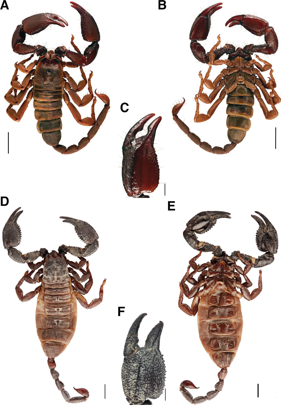 Yellowlegged Creeping Scorpion