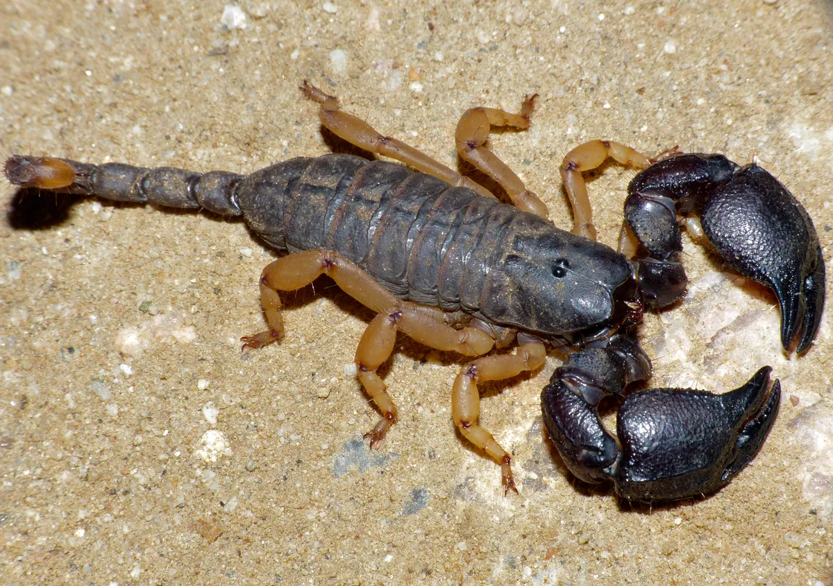 Yellowlegged Creeping Scorpion