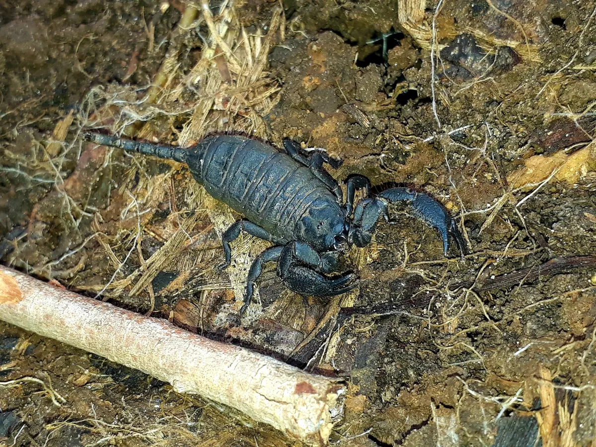 Opisthacanthus capensis