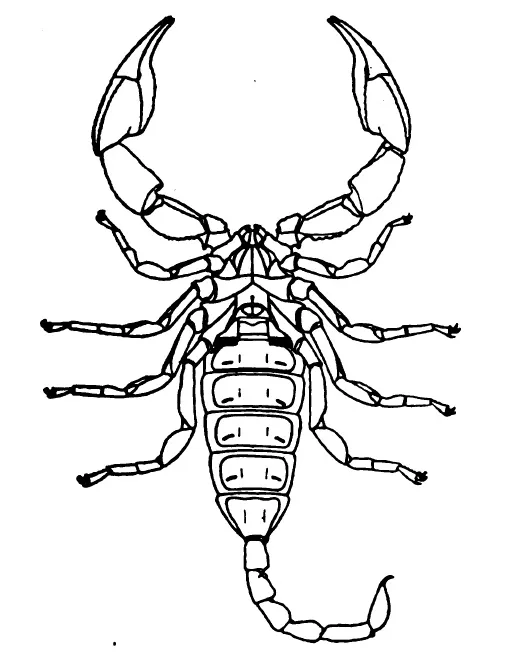 Opisthacanthus elatus