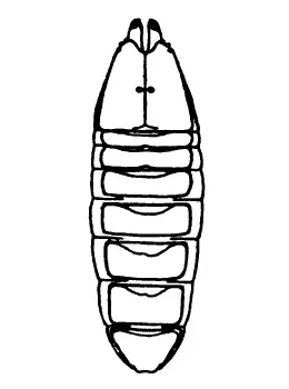 Caribbean Bark Scorpion
