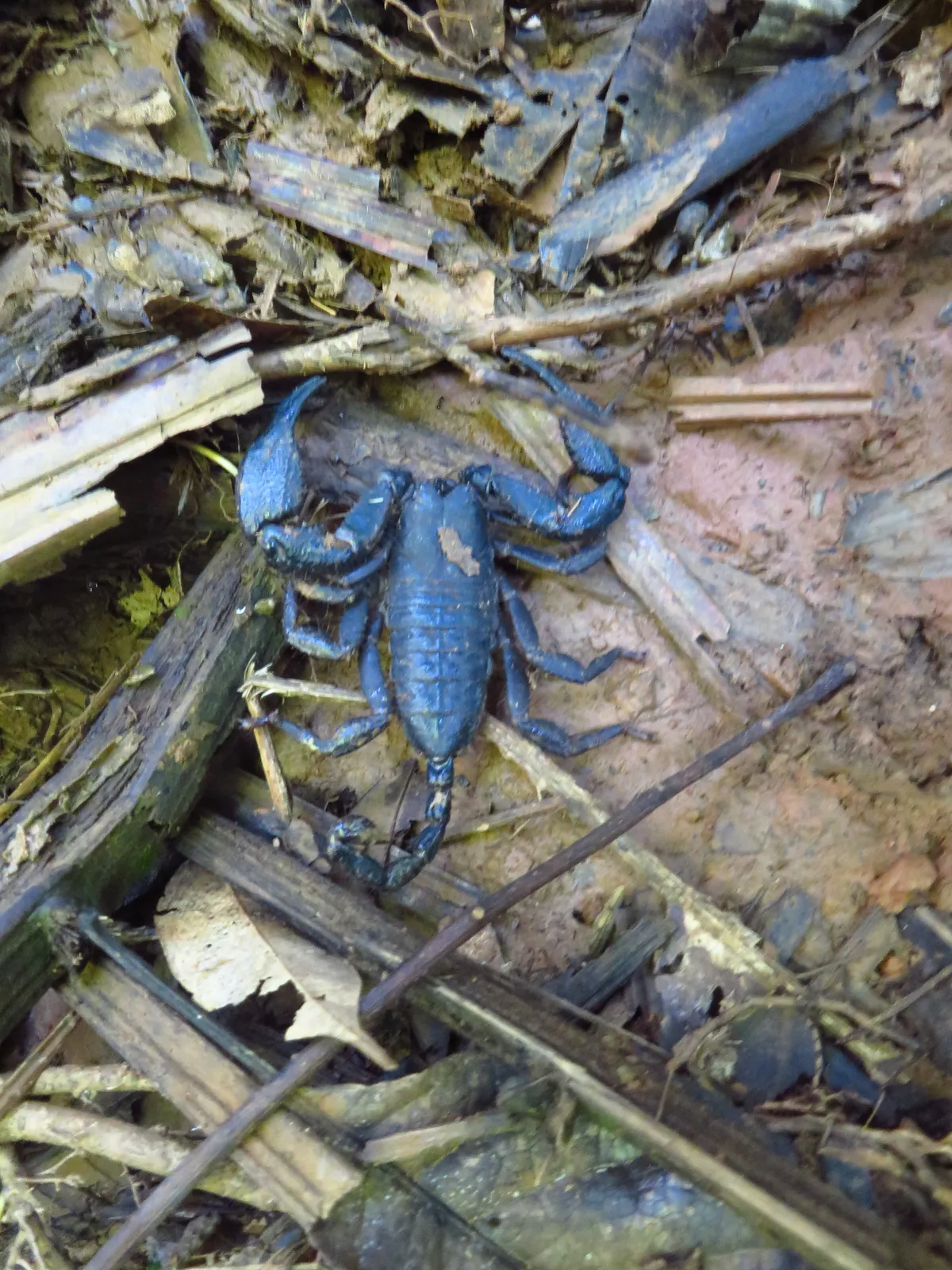 Caribbean Bark Scorpion