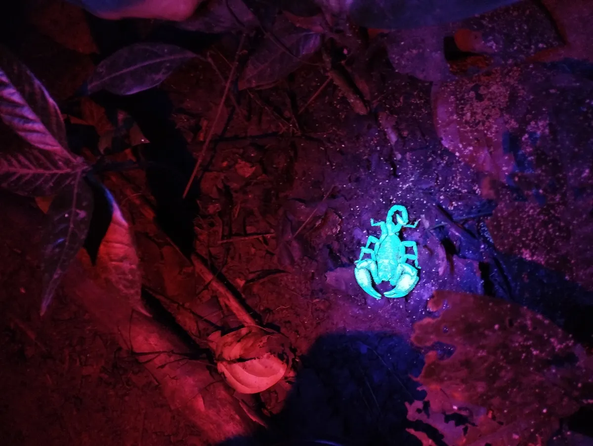 Caribbean Bark Scorpion