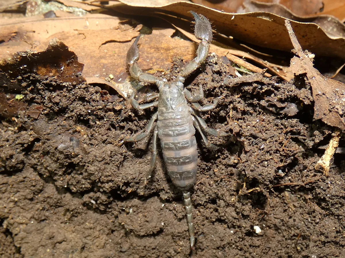 Caribbean Bark Scorpion