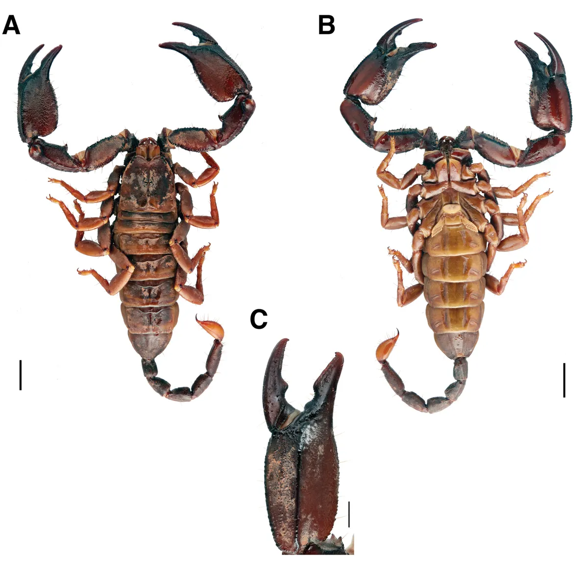 Opisthacanthus madagascariensis