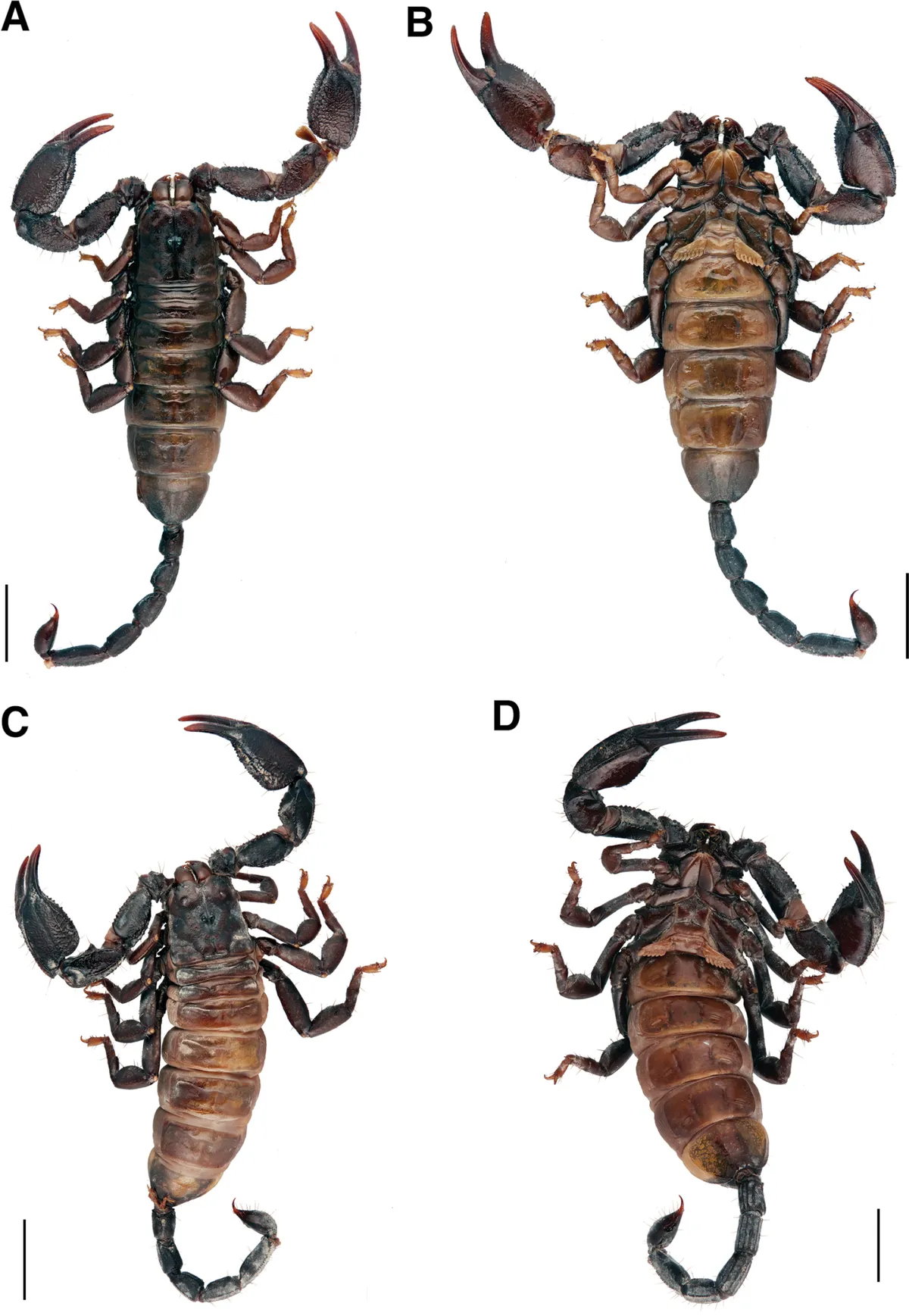 Opisthacanthus validus