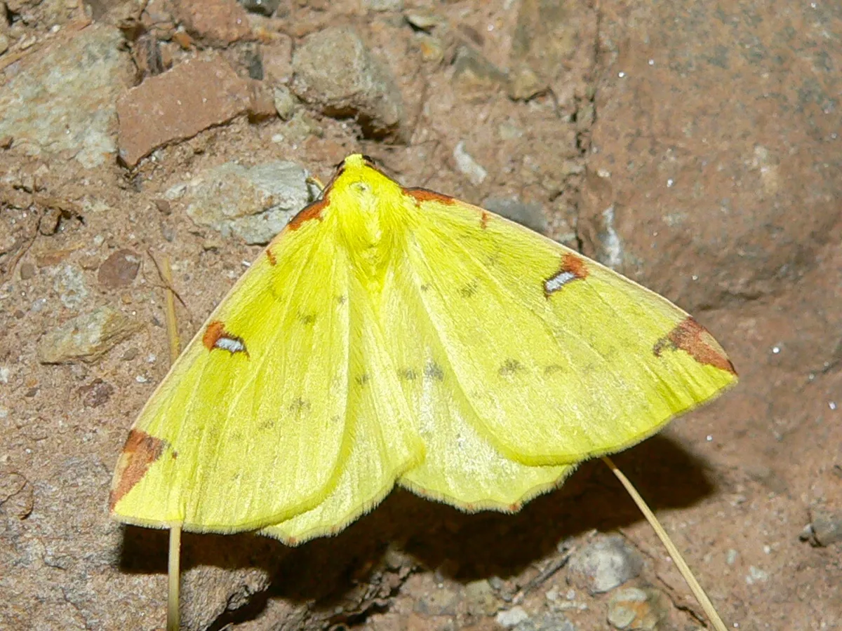Polilla Amarilla