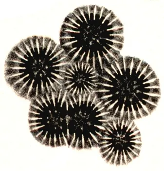 Coral Estrella del Caribe