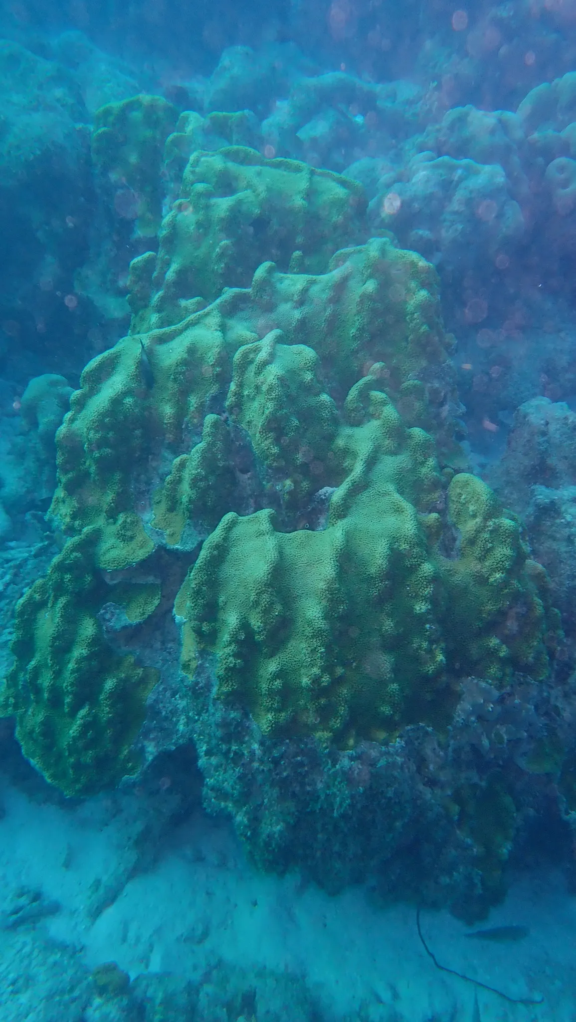 Coral estrella de boulder