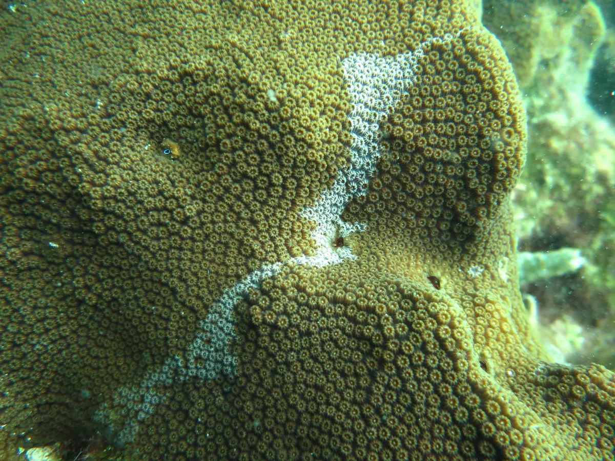 Coral estrella de boulder