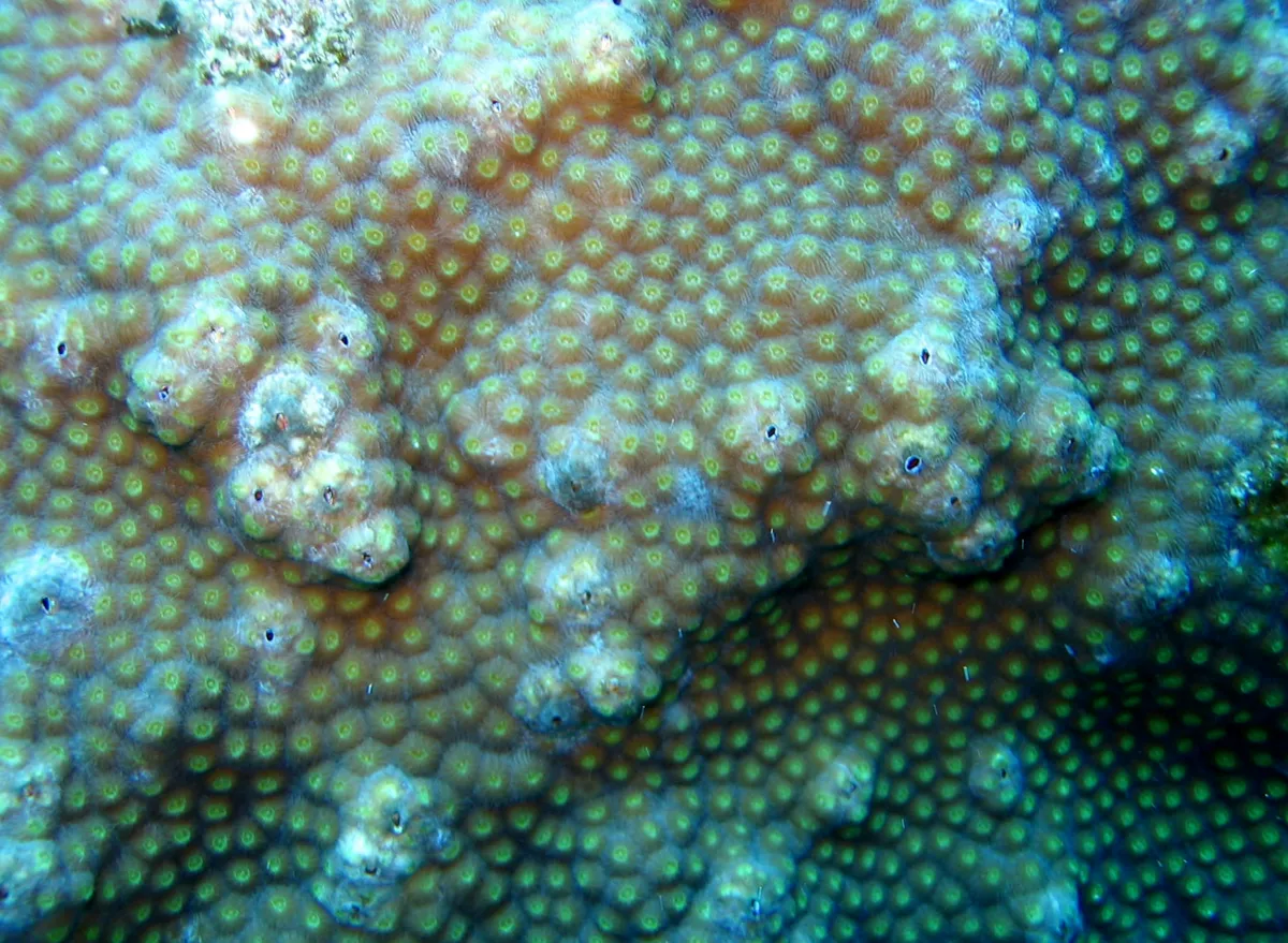 Coral Estrellado Rugoso