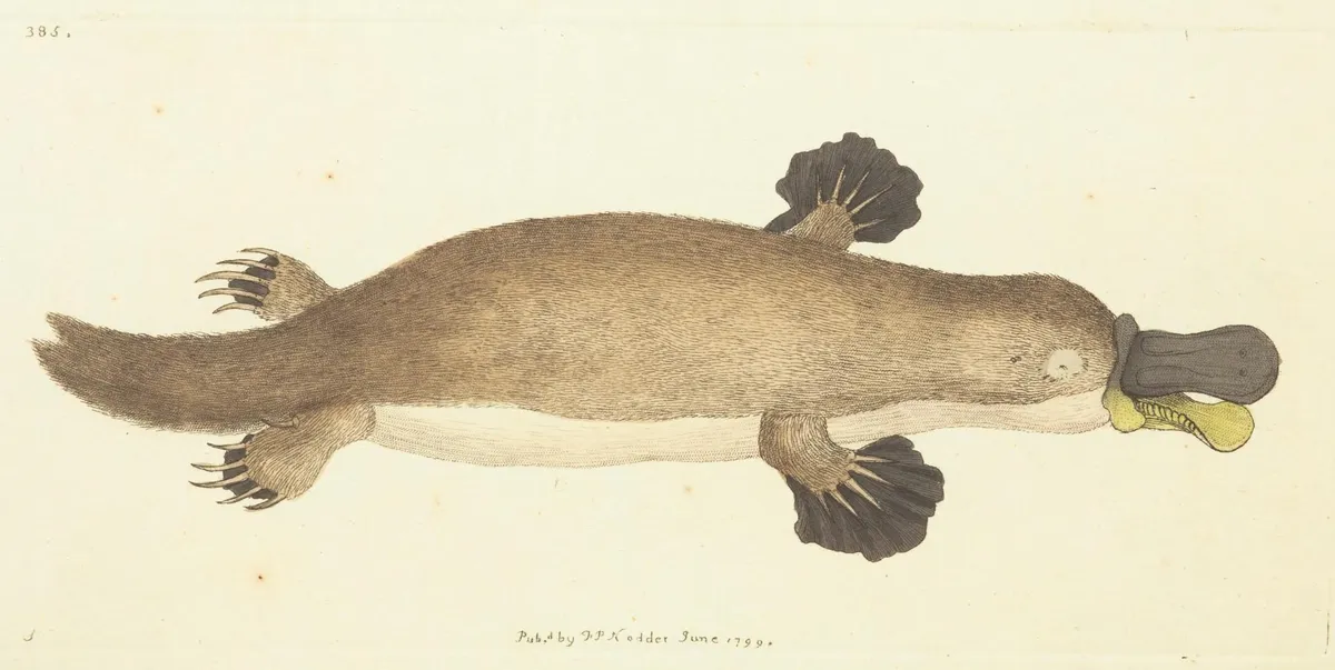 Platypus