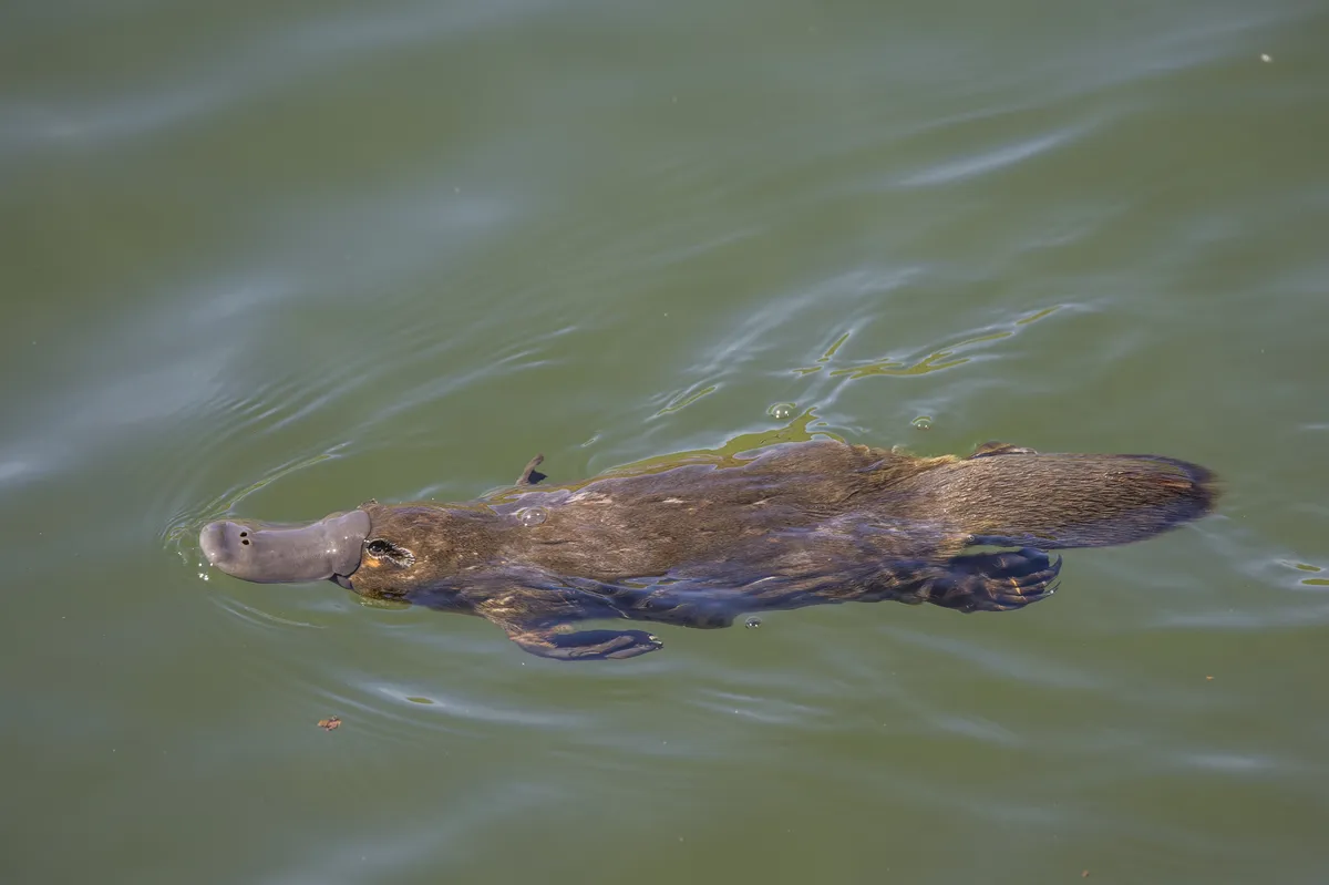 Platypus