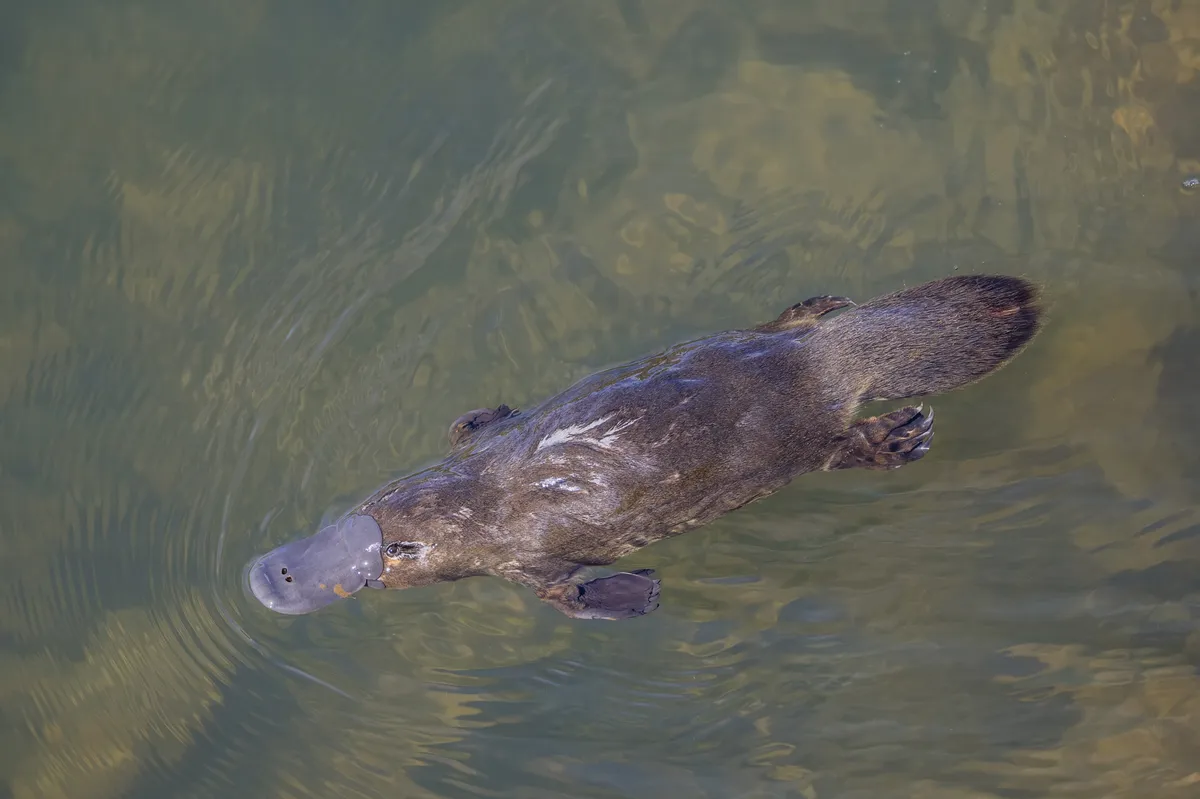 Platypus