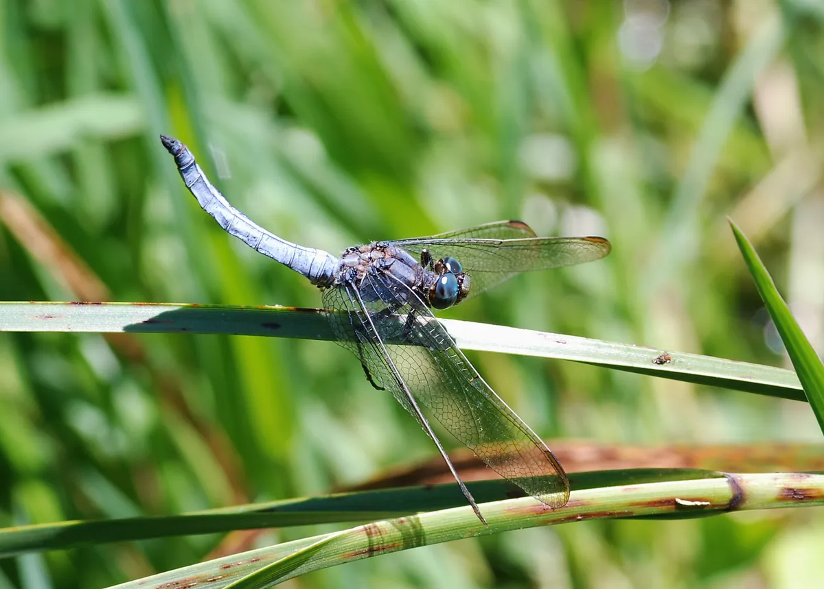 Orthetrum brunneum