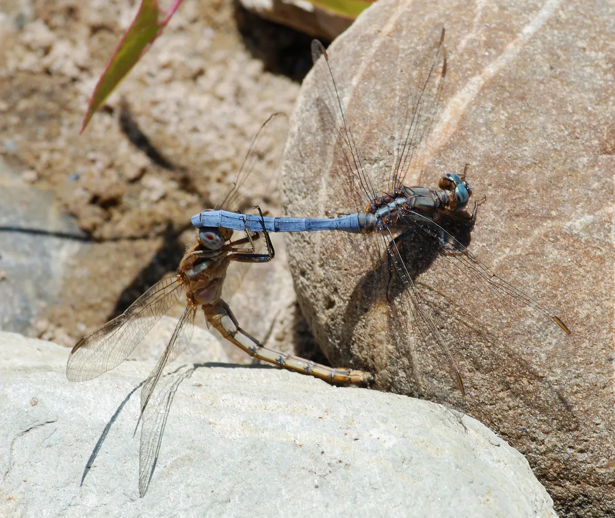 Southern Skimmer