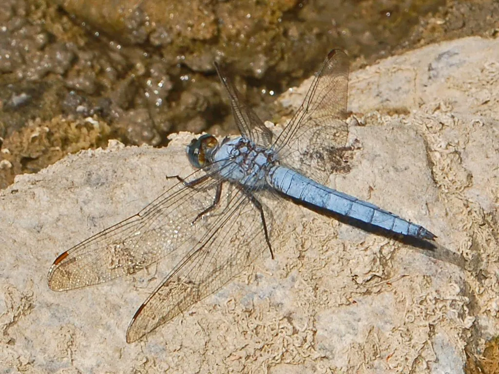 Southern Skimmer