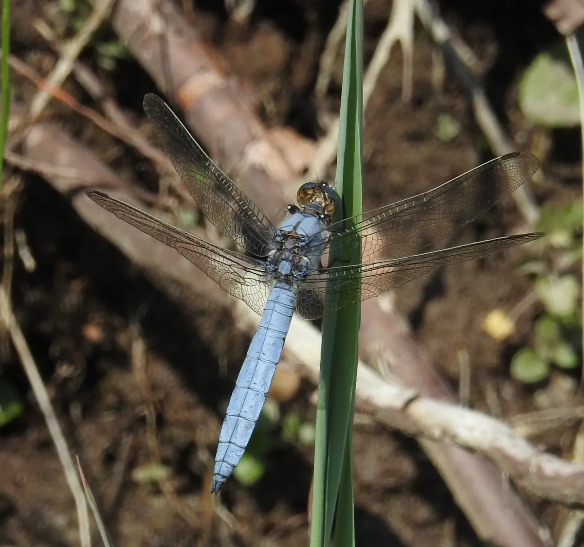 Southern Skimmer
