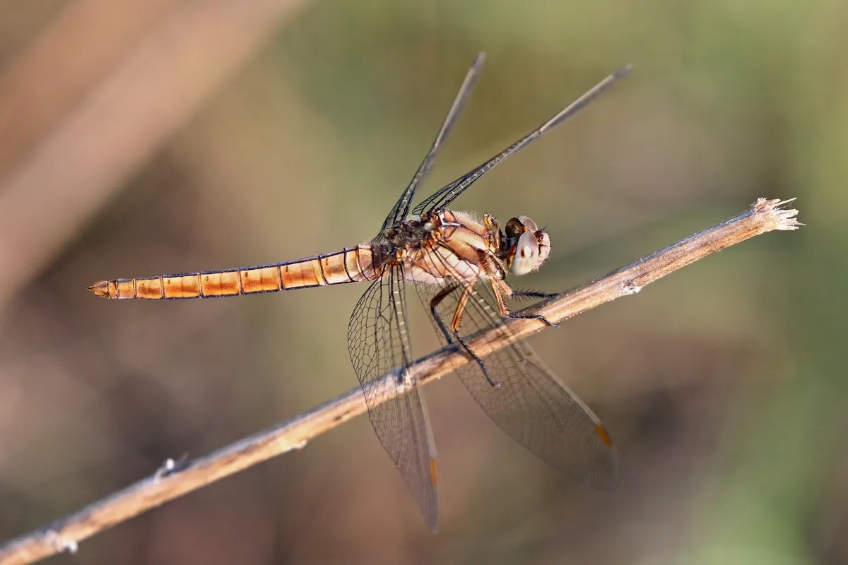 Southern Skimmer