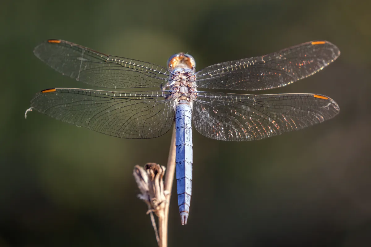 Southern Skimmer