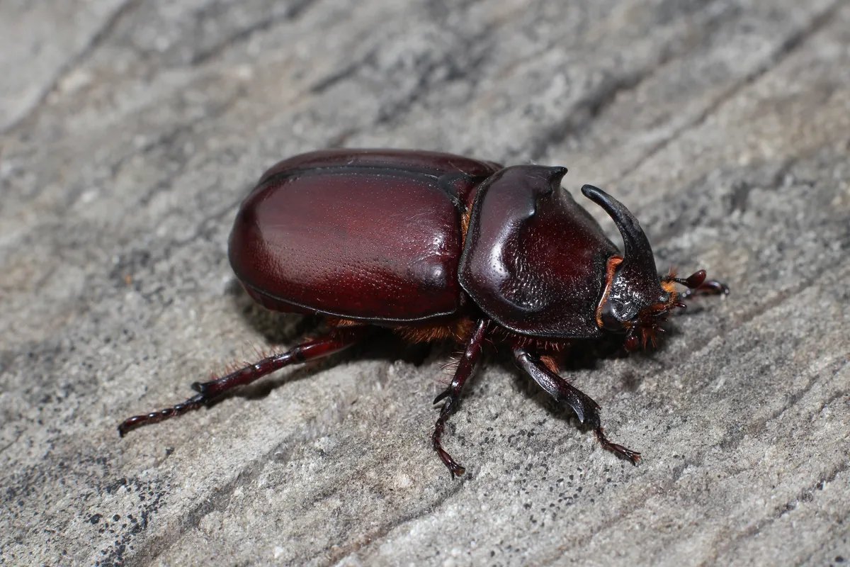 European rhinoceros beetle