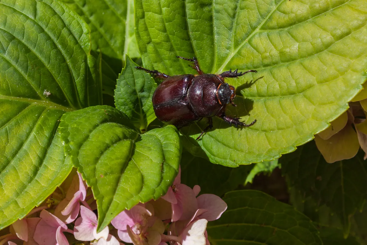 European rhinoceros beetle