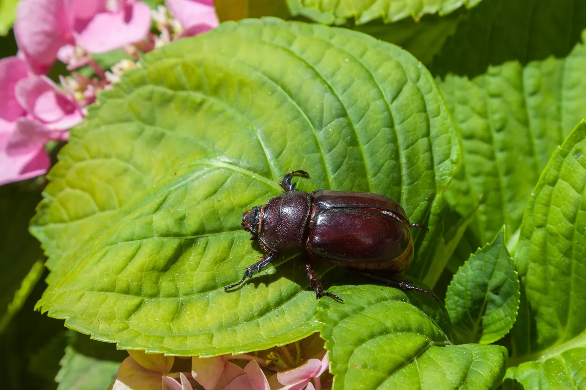 European rhinoceros beetle