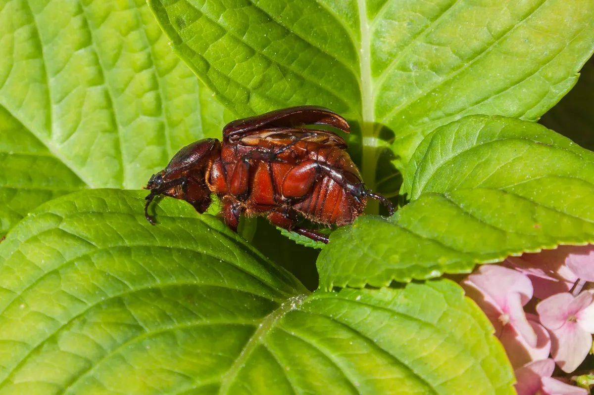 European rhinoceros beetle