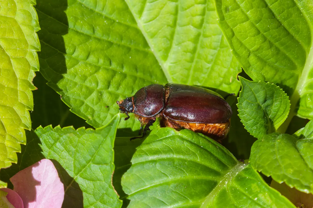 European rhinoceros beetle