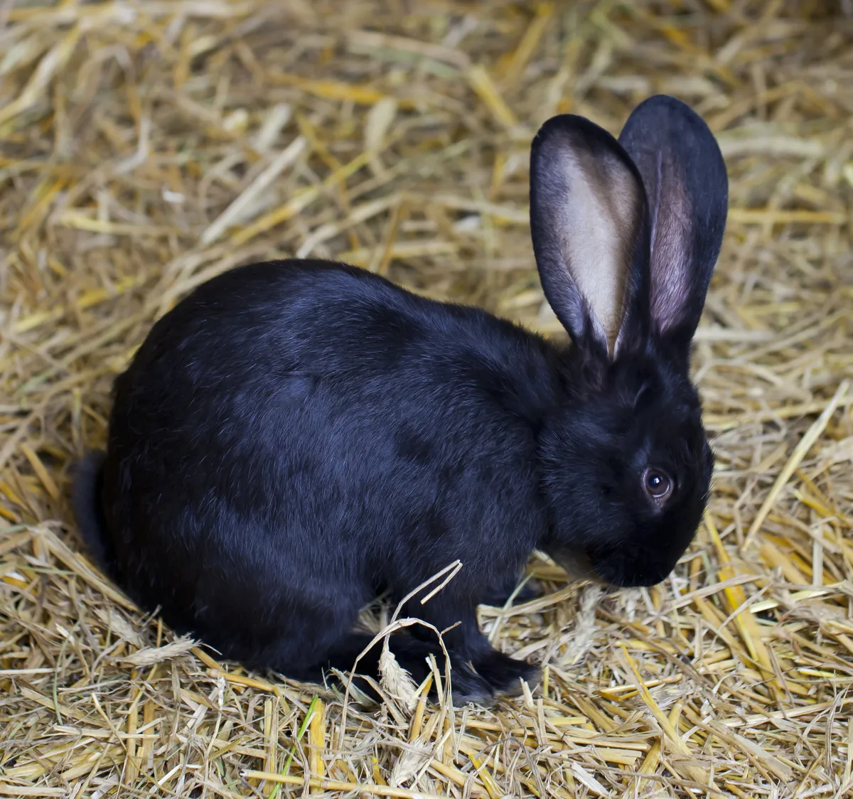 European rabbit