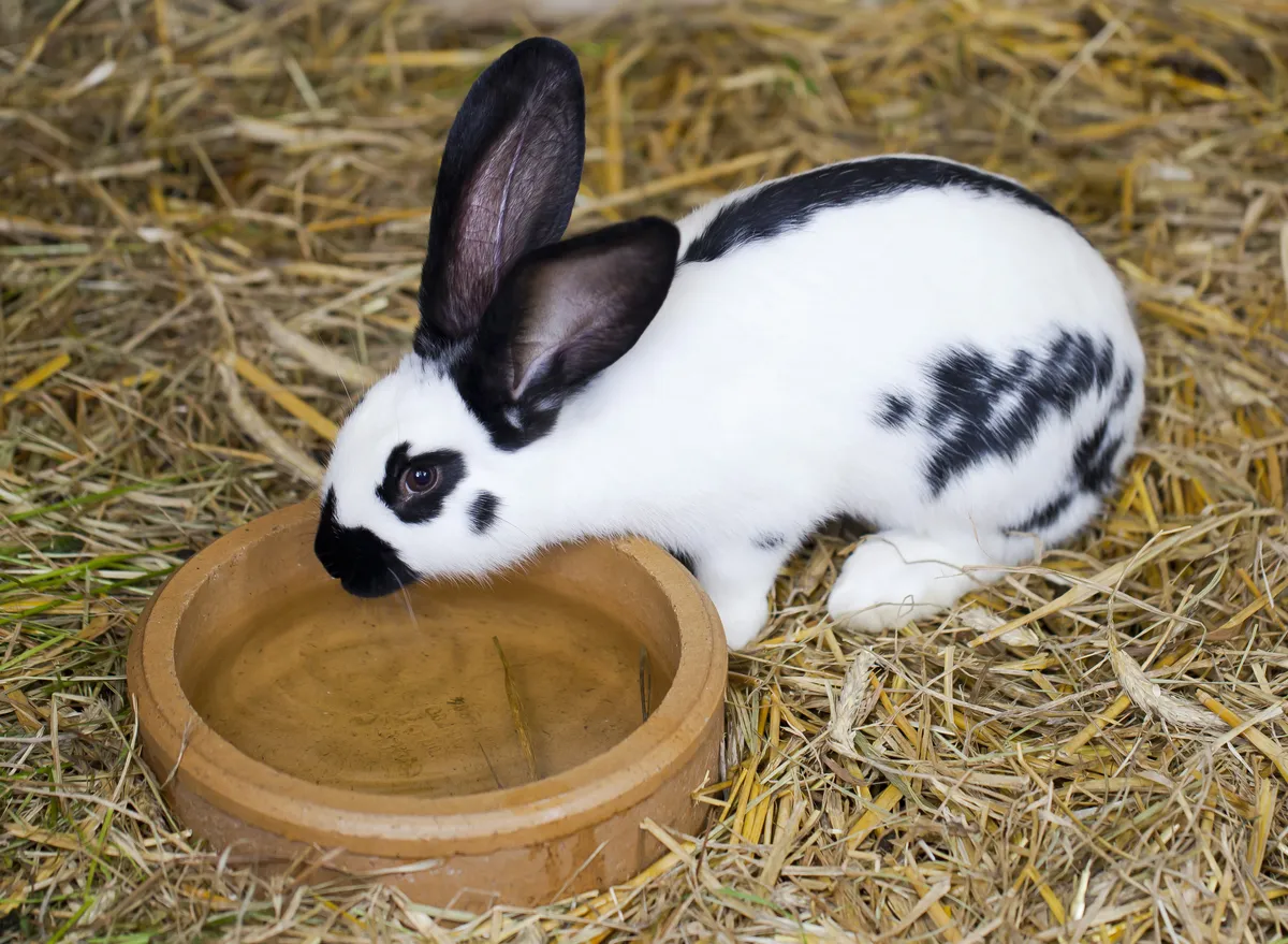 European rabbit