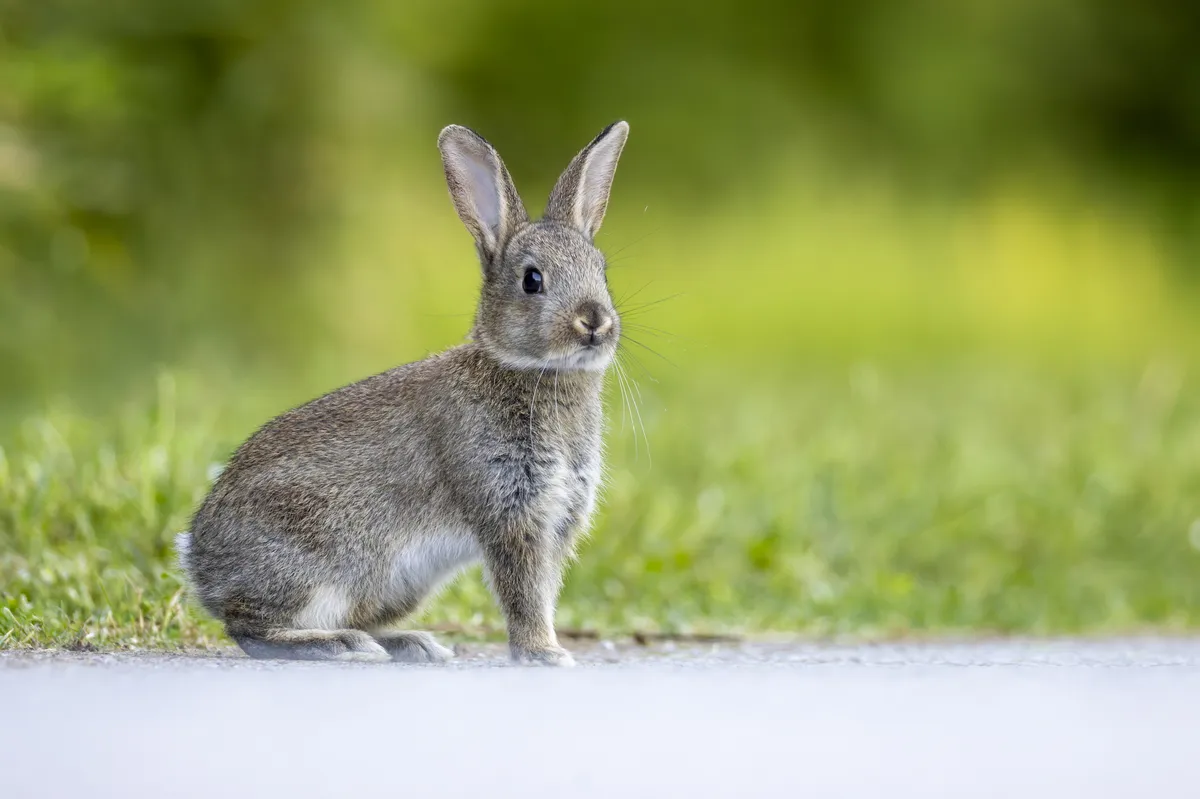 European rabbit
