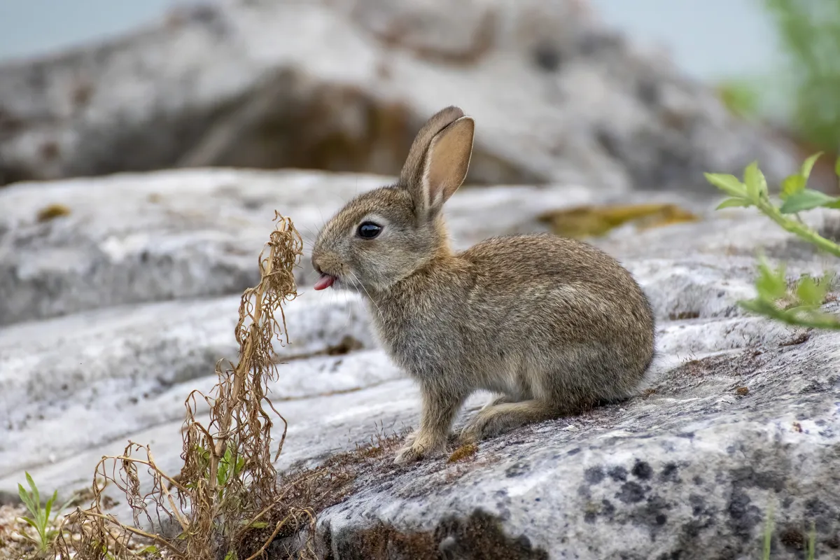 European rabbit