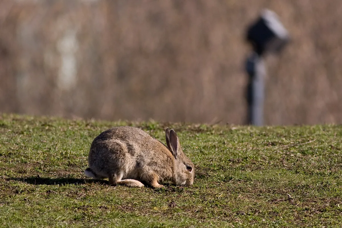 European rabbit