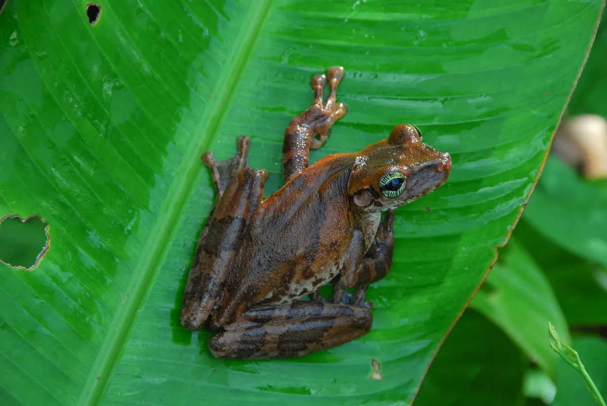 Rana Arbórea de Piernas Delgadas de Manaus