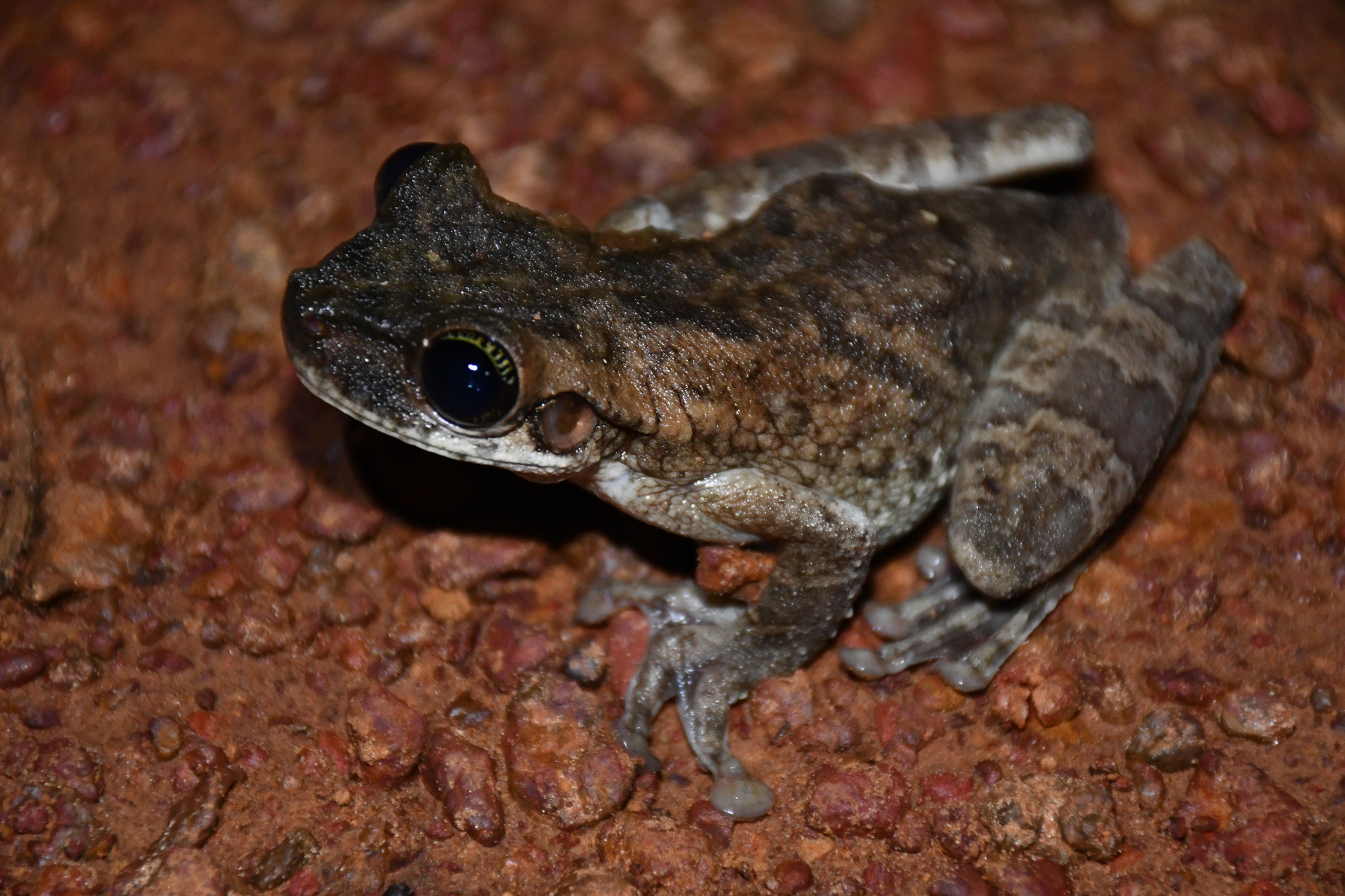 Rana Arbórea de Piernas Delgadas de Manaus