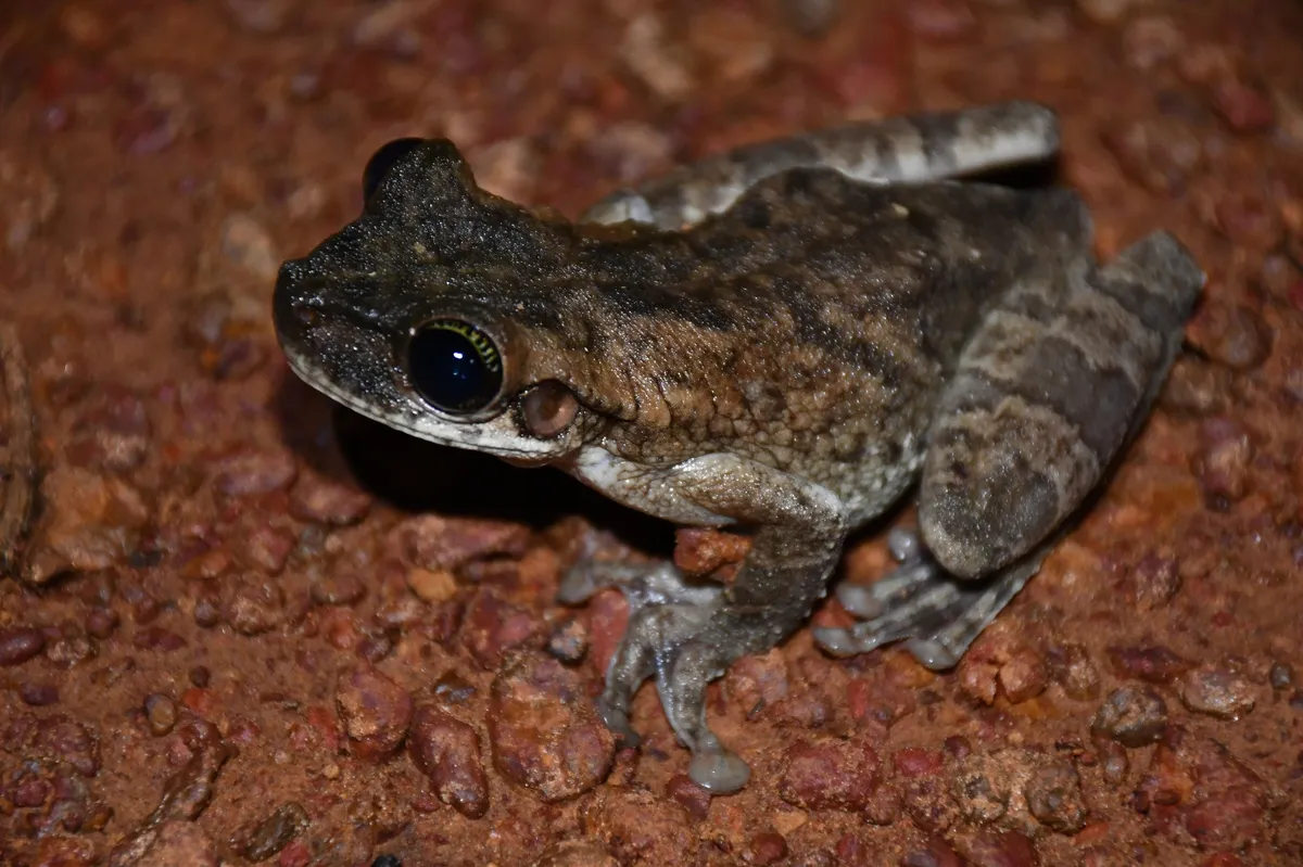 Rana Arbórea de Piernas Delgadas de Manaus