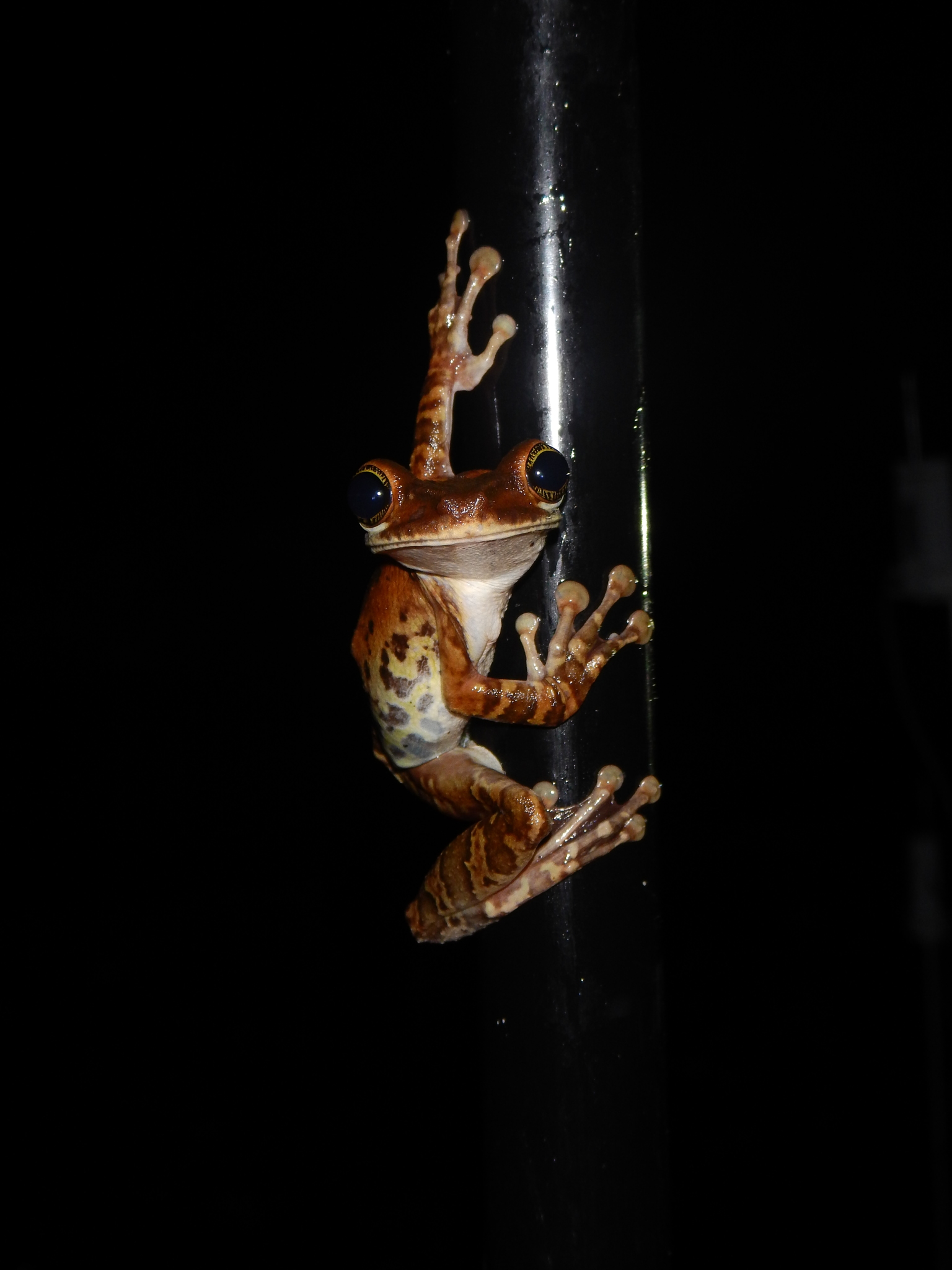 Rana Arbórea de Piernas Delgadas de Manaus