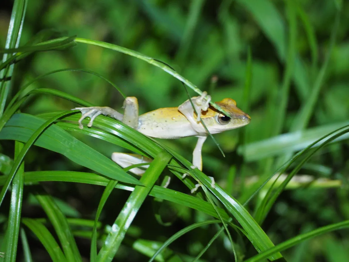 Rana Risueña Jamaicana