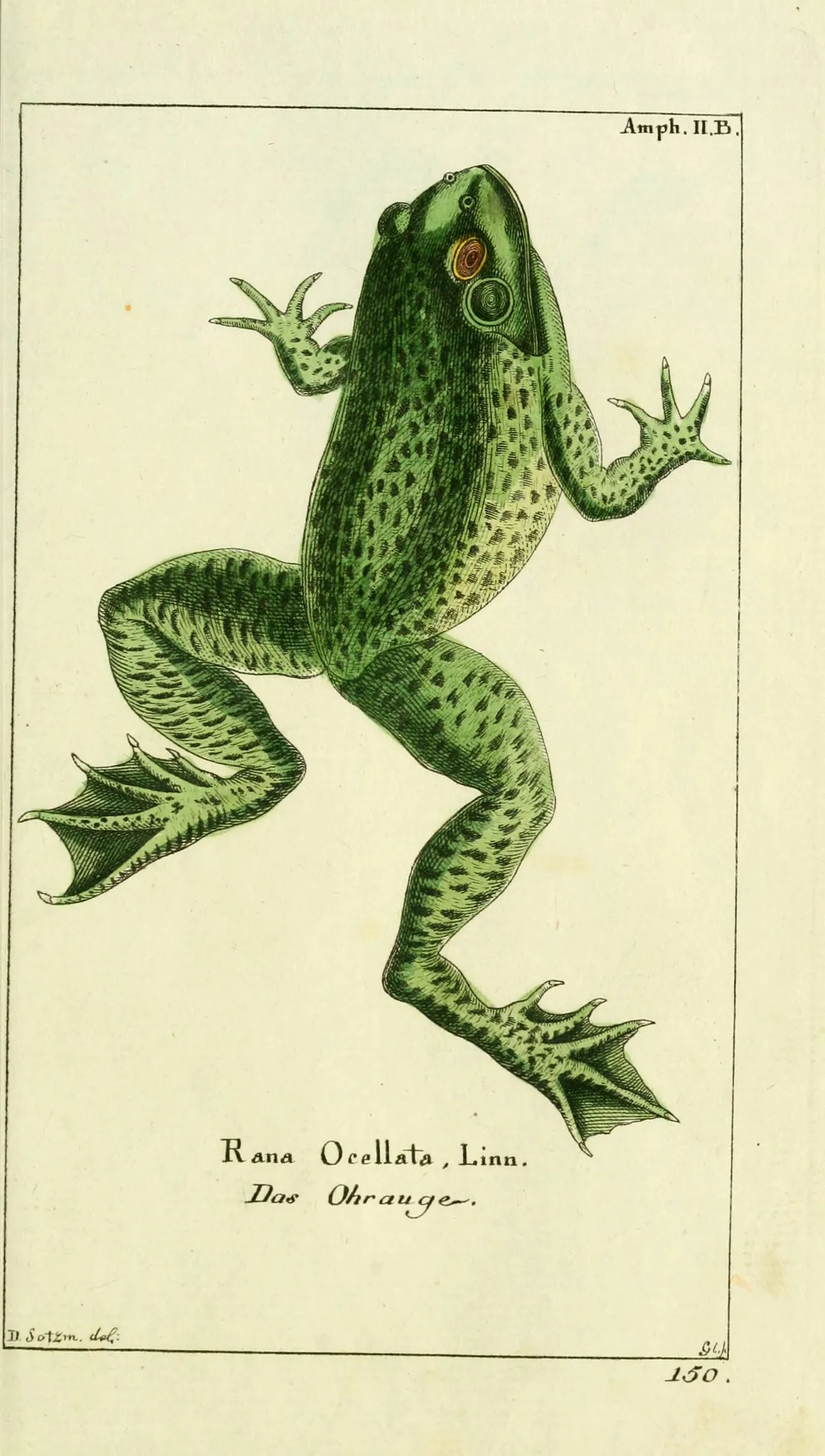 Rana Risueña Jamaicana